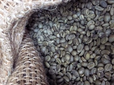 画像2: コーヒー生豆【１０ｋｇ】イルガチャフェＧ２／エチオピア　モカコーヒー