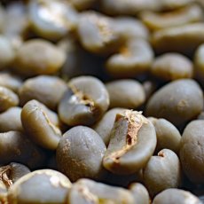 画像6: コーヒー生豆【１ｋｇ】マンデリンＧ１アチェ ／スペシャルティ (6)