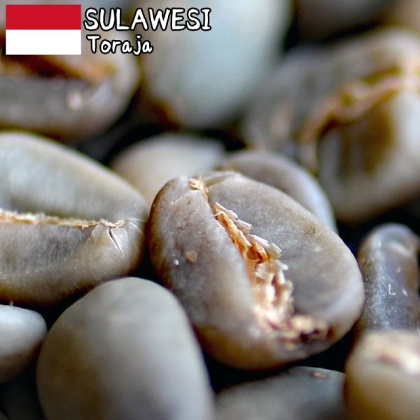 コーヒー生豆 １ｋｇ トラジャ