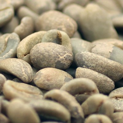 画像1: コーヒー生豆【１ｋｇ】エスメラルダ農園ゲイシャ種／パナマ