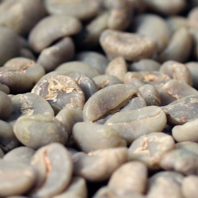 画像3: コーヒー生豆　グァテマラＳＨＢアカティナンゴ　1kg