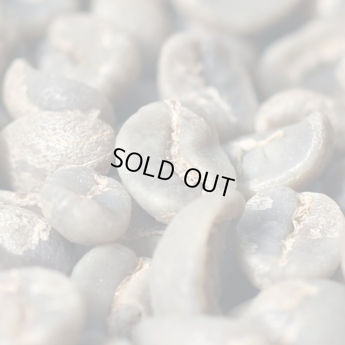 画像4: コーヒー生豆　正袋【３０ｋｇ】グァテマラアティトゥラン／パンポヒラ農園 (4)