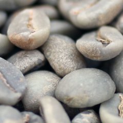 コーヒー生豆【１ｋｇ】コロンビア トリマスプレモ