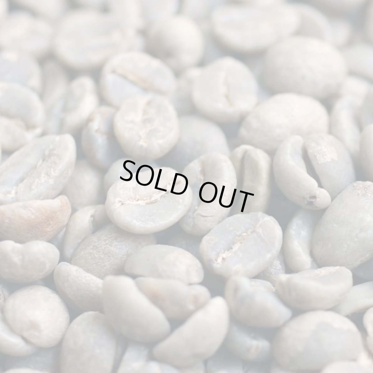 画像3: コーヒー生豆【１０ｋｇ】キリマンジャロ／タンザニアＦＡＱ　ＡＡ (3)