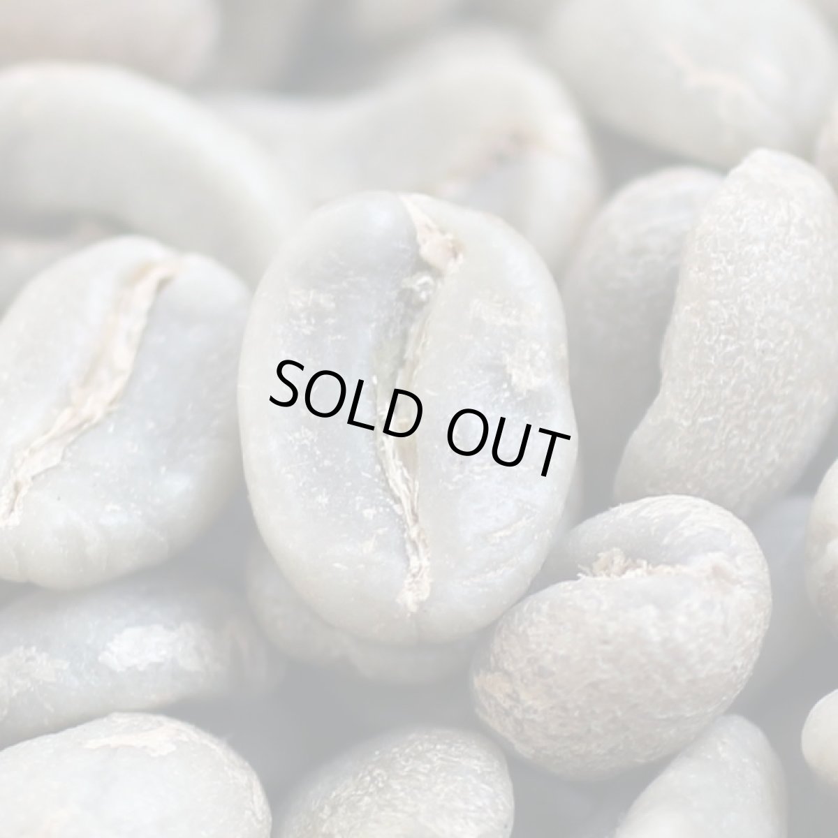 画像6: コーヒー生豆【１ｋｇ】クラシックウィラ／コロンビアエクセルソ (6)