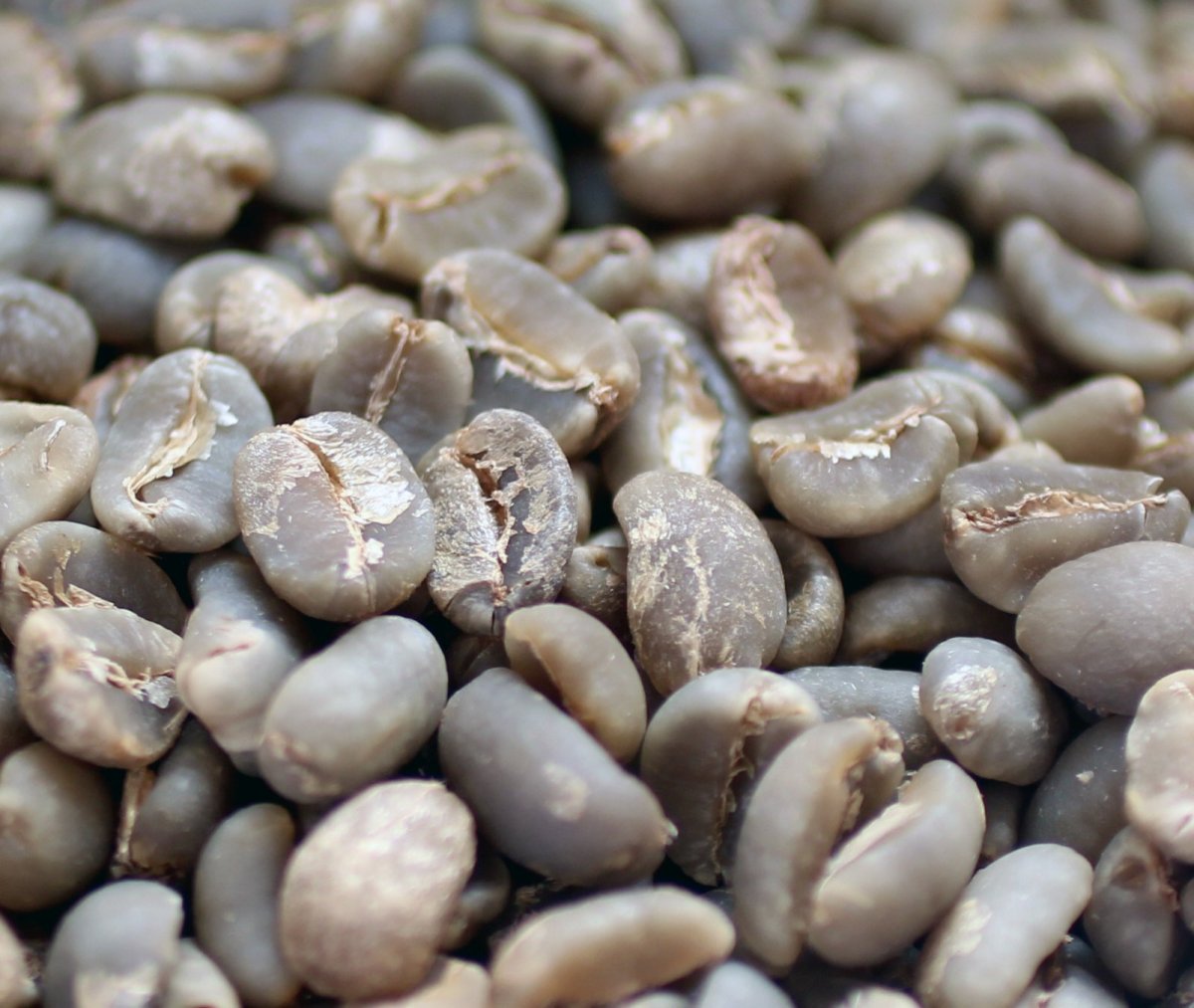 画像2: コーヒー生豆【１ｋｇ】マンデリンリントン (2)