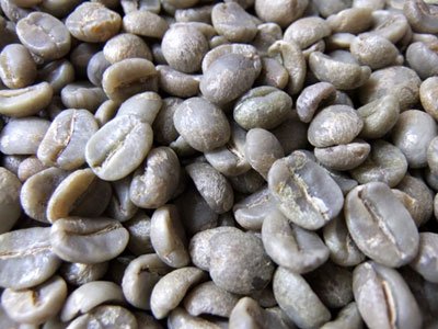 画像1: 【コーヒー生豆】メキシコレインフォレスト　エスパーニャ【１０ｋｇ】